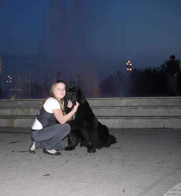 Фото: ньюфаундленд Рембрант Творец Шедевров