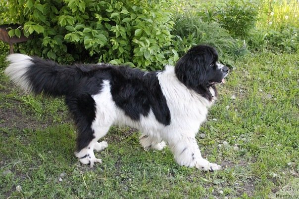 Фото: ньюфаундленд Супер Премиум Есения