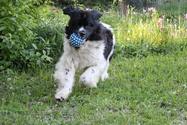 Фотография № 67540