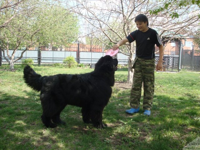 Фото: ньюфаундленд Их Высочество Глория Айрис (Ih Visochestvo Gloria Airis), Владимир Игнатенко