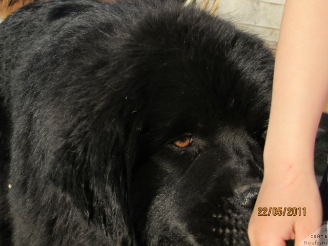 Фото: ньюфаундленд Их Высочество Владлена Маджикс