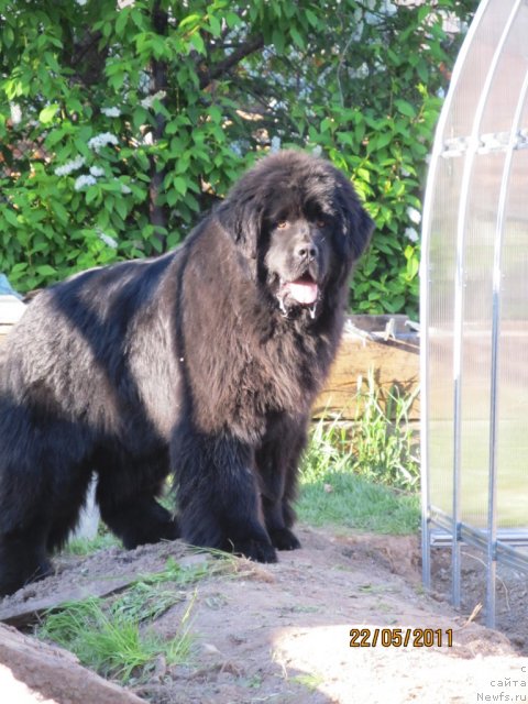 Фото: ньюфаундленд Их Высочество Владлена Маджикс