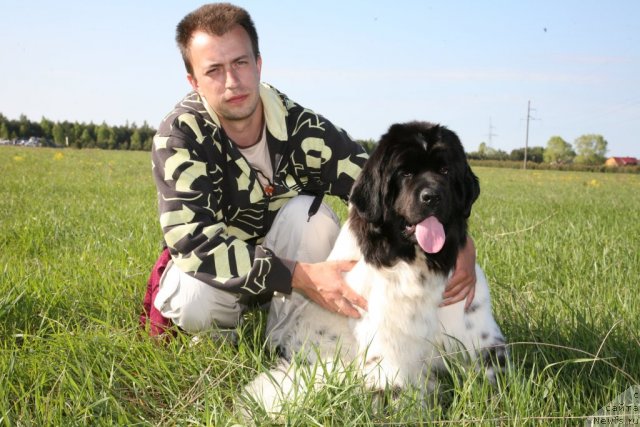 Фото: Александр Розенфельд, ньюфаундленд Аквиан Сонг Зеро Гравити (Akvian Song Zero Graviti)