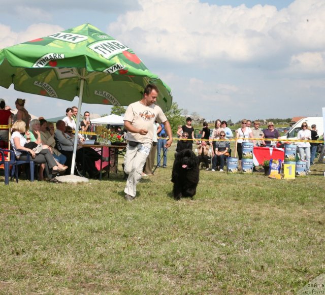 Фото: Александр Розенфельд, ньюфаундленд Gimenej Golden Star