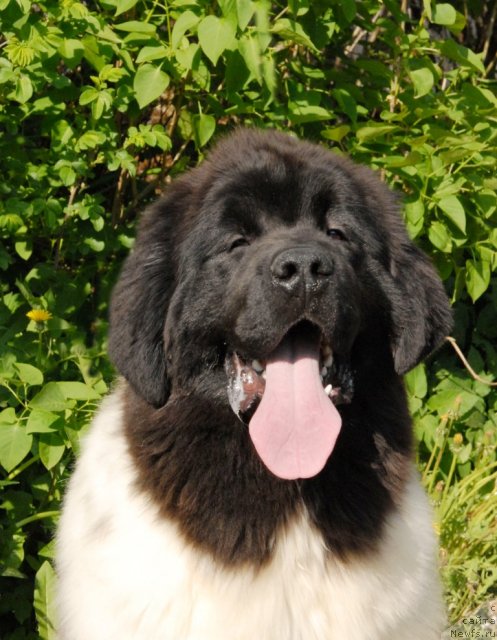 Фотография № 67568