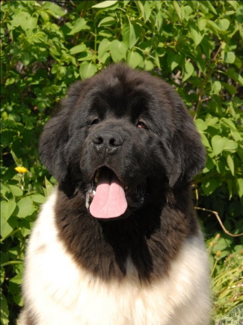 Фотография № 67571