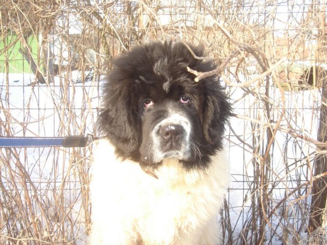 Фотография № 67573