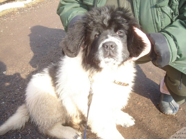 Фотография № 67575