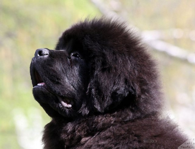 Фотография № 67597