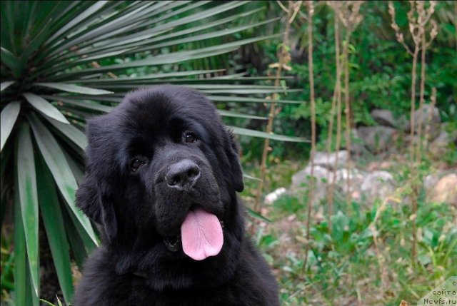 Фотография № 67598