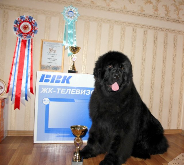 Фото: ньюфаундленд Маркиза из Медвежьего Яра