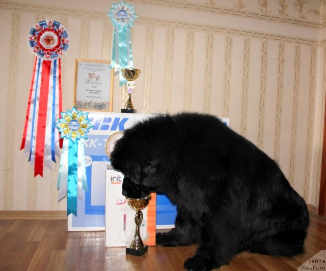 Фото: ньюфаундленд Маркиза из Медвежьего Яра