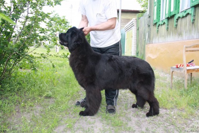 Фото: ньюфаундленд Супер Премиум Жани Моник