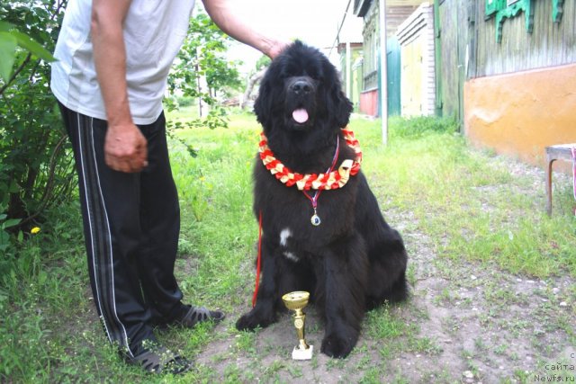 Фото: ньюфаундленд Супер Премиум Жани Моник