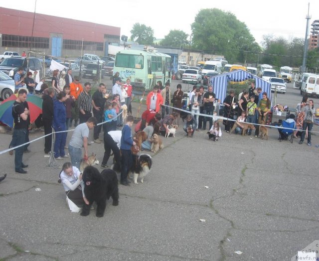 Фото: ньюфаундленд Мария Мирабелла с Берега Дона (Mariya Mirabella s Berega Dona)