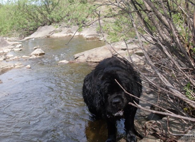 Фото: ньюфаундленд Арх Бьюти Одри Вольная Птица