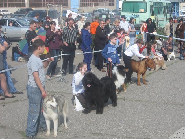 Фото: ньюфаундленд Мария Мирабелла с Берега Дона (Mariya Mirabella s Berega Dona)