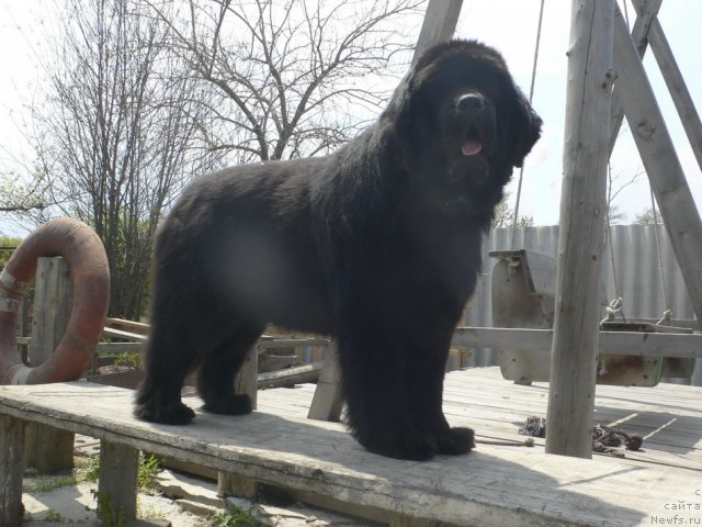 Фото: ньюфаундленд Супер Премиум Амелия Экшен