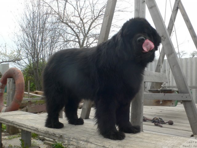 Фото: ньюфаундленд Супер Премиум Амелия Экшен