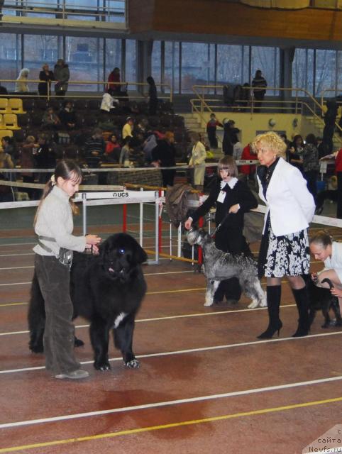 Фото: ньюфаундленд Жемчуг Гранд из Уникальной Коллекции