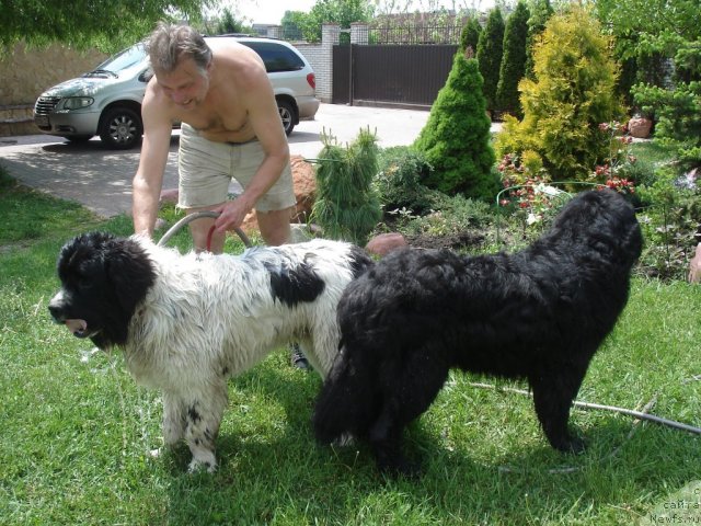 Фото: ньюфаундленд Fenix du Puy de Vendegre, ньюфаундленд Елизар Вялiкi Мядзведзь (Elizar Vialiki Miadzvedz), Евгений Пронин