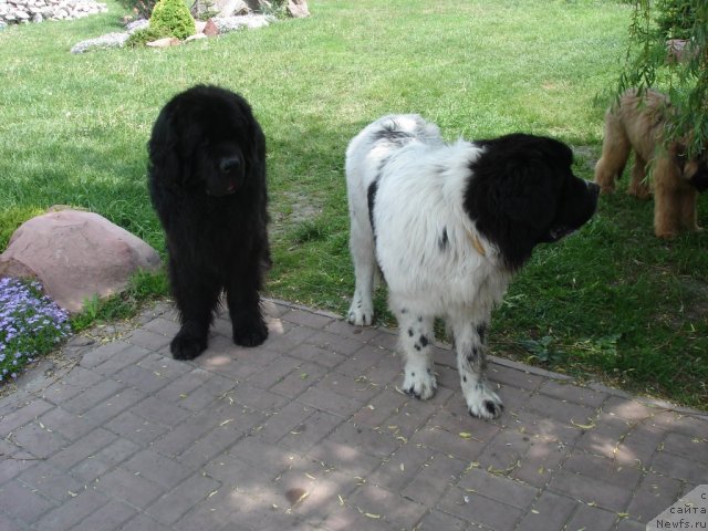 Фото: ньюфаундленд Fenix du Puy de Vendegre, ньюфаундленд Елизар Вялiкi Мядзведзь (Elizar Vialiki Miadzvedz)
