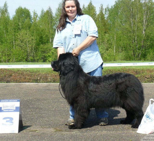 Фото: ньюфаундленд Пчёлкин Дом Дикая Орхидея (Pchiolkin Dom Dikaya Orhideya)