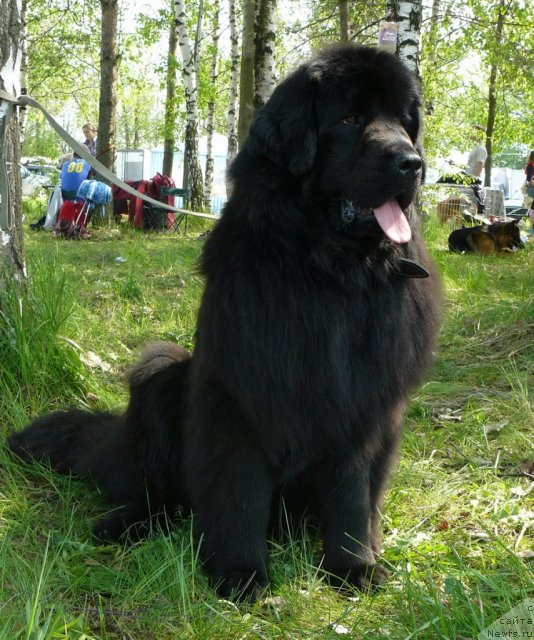 Фото: ньюфаундленд Пчёлкин Дом Дикая Орхидея (Pchiolkin Dom Dikaya Orhideya)