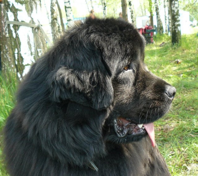 Фото: ньюфаундленд Пчёлкин Дом Дикая Орхидея (Pchiolkin Dom Dikaya Orhideya)