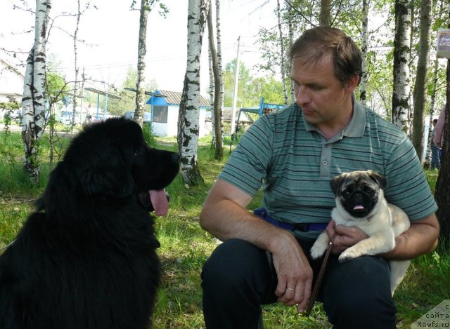 Фото: ньюфаундленд Пчёлкин Дом Дикая Орхидея (Pchiolkin Dom Dikaya Orhideya), Алексей Заваруев