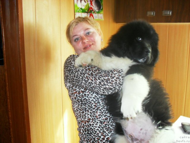 Фото: ньюфаундленд Супер Премиум Занзибар