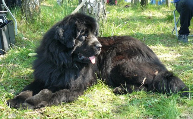 Фото: ньюфаундленд Пчёлкин Дом Дикая Орхидея (Pchiolkin Dom Dikaya Orhideya)