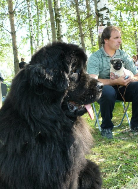 Фото: ньюфаундленд Пчёлкин Дом Дикая Орхидея (Pchiolkin Dom Dikaya Orhideya), Алексей Заваруев