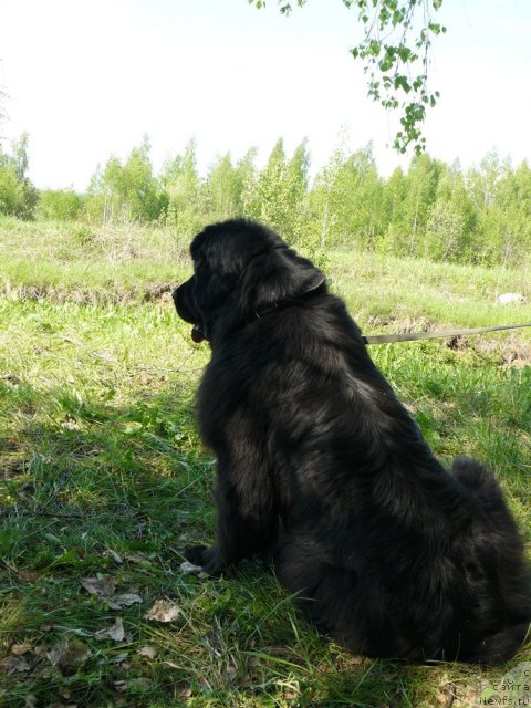 Фото: ньюфаундленд Пчёлкин Дом Дикая Орхидея (Pchiolkin Dom Dikaya Orhideya)