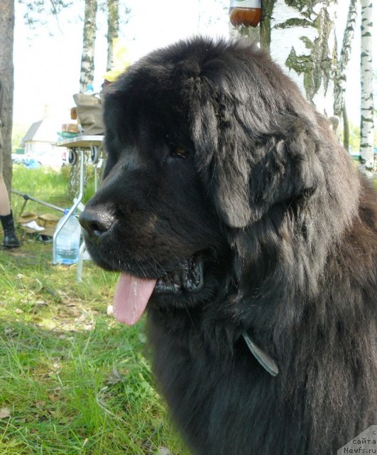 Фото: ньюфаундленд Пчёлкин Дом Дикая Орхидея (Pchiolkin Dom Dikaya Orhideya)