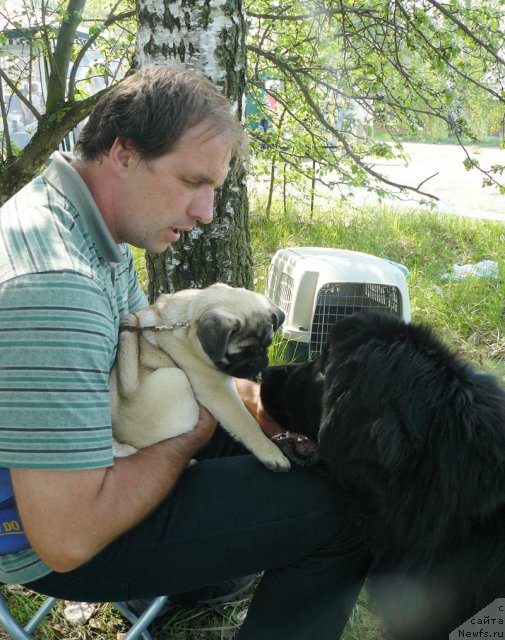 Фото: ньюфаундленд Пчёлкин Дом Дикая Орхидея (Pchiolkin Dom Dikaya Orhideya), Алексей Заваруев