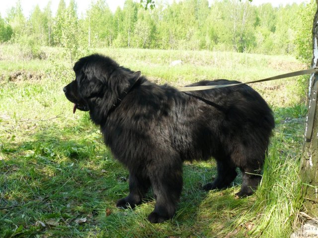 Фото: ньюфаундленд Пчёлкин Дом Дикая Орхидея (Pchiolkin Dom Dikaya Orhideya)