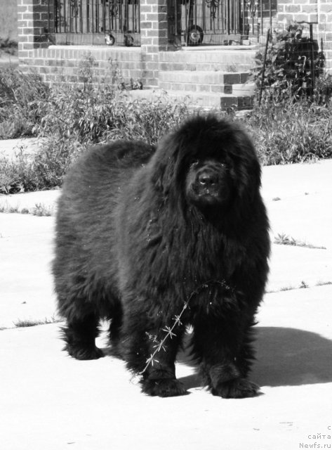 Фото: ньюфаундленд Виндзорская Проказница Лава