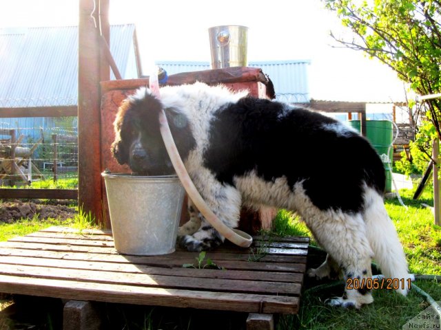 Фото: ньюфаундленд Супер Бизон Екатеринбург (Super Bizon Ekaterinburg)