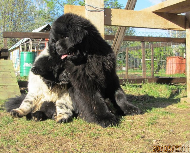 Фото: ньюфаундленд Их Высочество Владлена Маджикс, ньюфаундленд Супер Бизон Екатеринбург (Super Bizon Ekaterinburg)