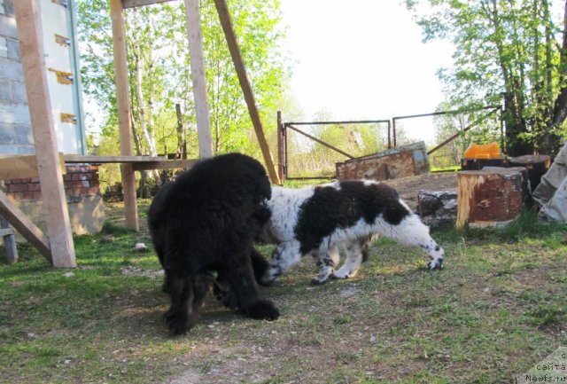 Фото: ньюфаундленд Их Высочество Владлена Маджикс, ньюфаундленд Супер Бизон Екатеринбург (Super Bizon Ekaterinburg)