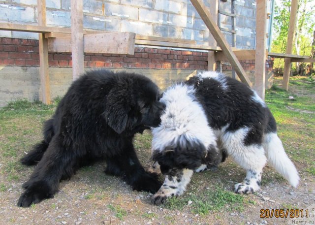 Фото: ньюфаундленд Их Высочество Владлена Маджикс, ньюфаундленд Супер Бизон Екатеринбург (Super Bizon Ekaterinburg)