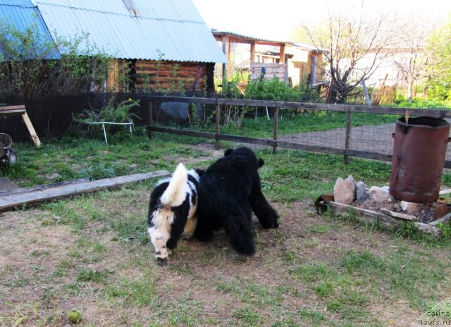 Фото: ньюфаундленд Их Высочество Владлена Маджикс, ньюфаундленд Супер Бизон Екатеринбург (Super Bizon Ekaterinburg)