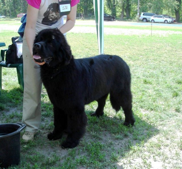 Фото: ньюфаундленд King of Helluland Magic Moment