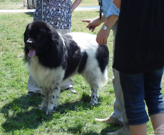 Фото: ньюфаундленд Бонапарт (Bonapart)