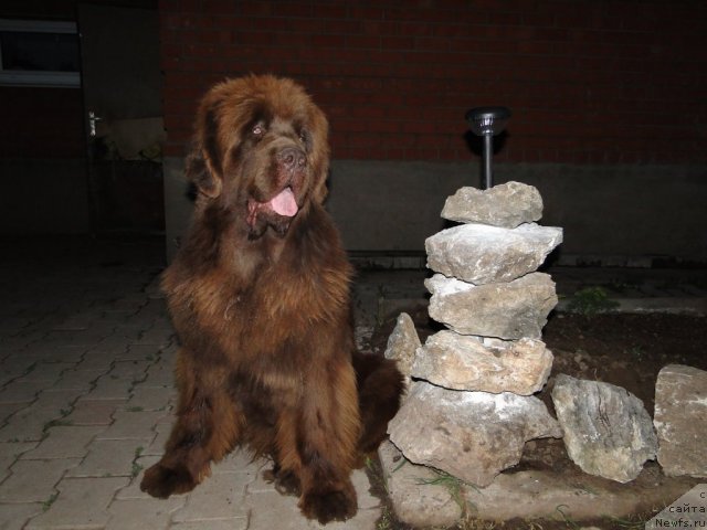 Фото: ньюфаундленд Бархатка Роскошная