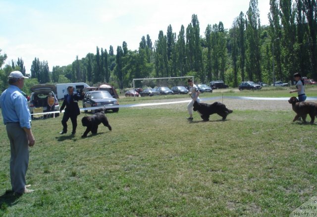 Фото: ньюфаундленд Бегущая по Волнам Хаста ла Виста (Beguschaya po Volnam Hasta la Vista), ньюфаундленд Сантьяго Милая Бестия (Santiago Milaya Bestia), ньюфаундленд Paloma Morning Star Almas-Alana