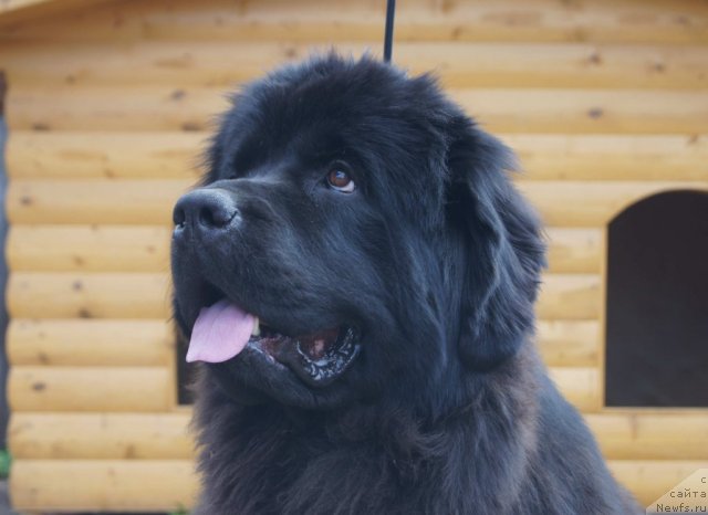 Фото: ньюфаундленд Сент Джонс Ульрика (Sent Djons Ulrika)