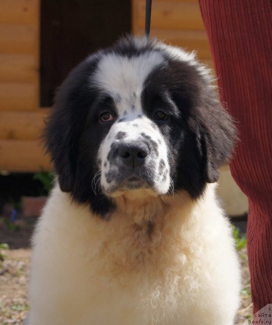 Фото: ньюфаундленд Сент Джонс Царевна Лебедь (Sent Djons Carevna Lebed)