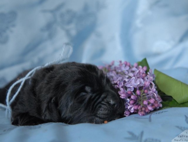 Фото: ньюфаундленд Сент Джонс Чингизхан